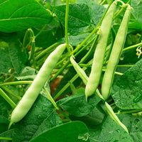 Buschbohne Speedy Bio - Phaseolus vulgaris speedy - Bakker