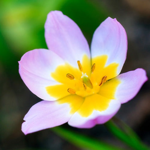 Tulipa Lilac Wonder - Wildtulpen bakeri Lilac Wonder (x10) - Tulpen-Zwiebeln