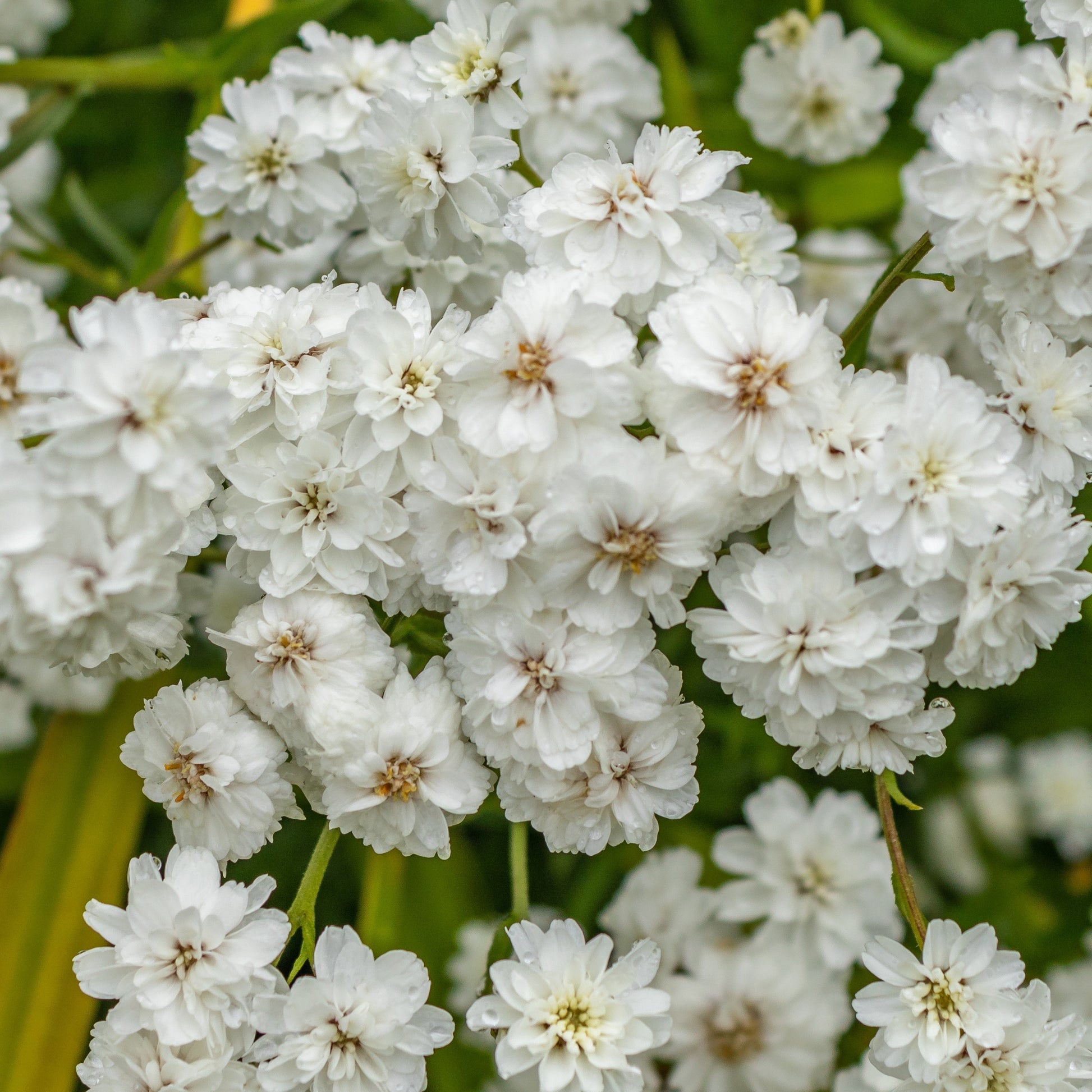Sumpfschafgarbe Diadem (x3) - Achillea ptarmica diadem - Bakker