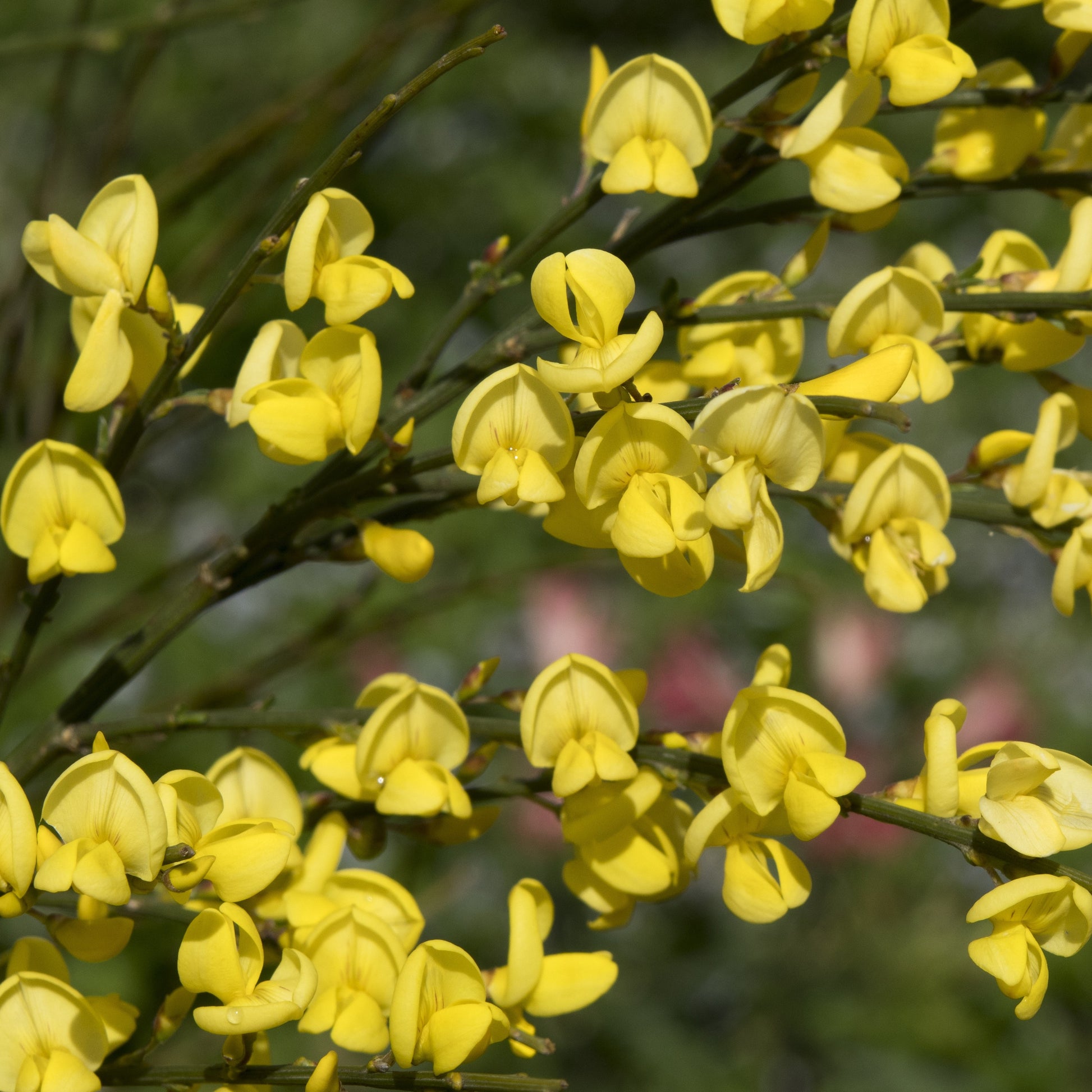 Farben Ginsterhecke weiß, rot und gelb (x3) - Cytisus praecox allgold, albus, boskoop ruby - Bakker