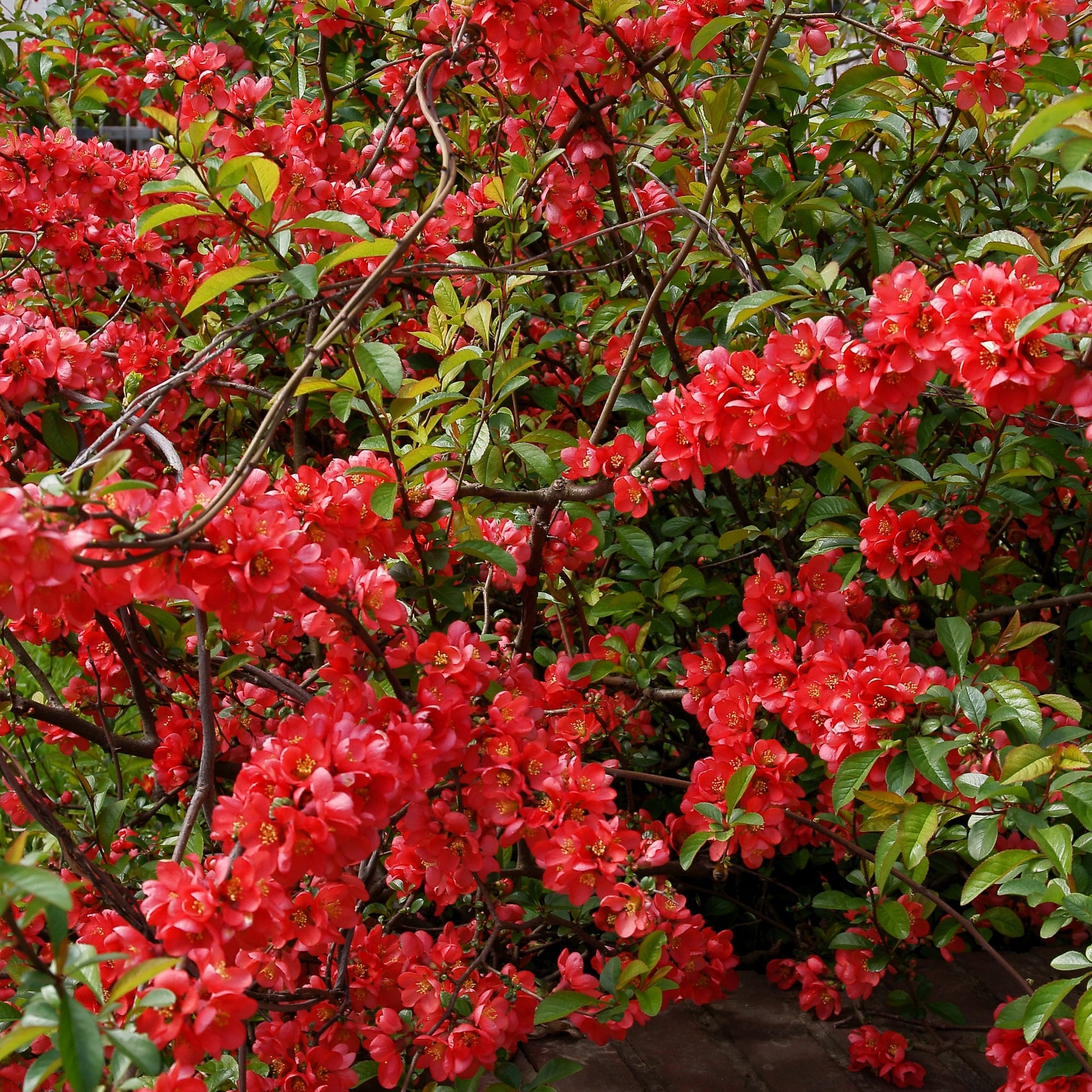 Japanische Zierquitte - Chaenomeles japonica - Bakker