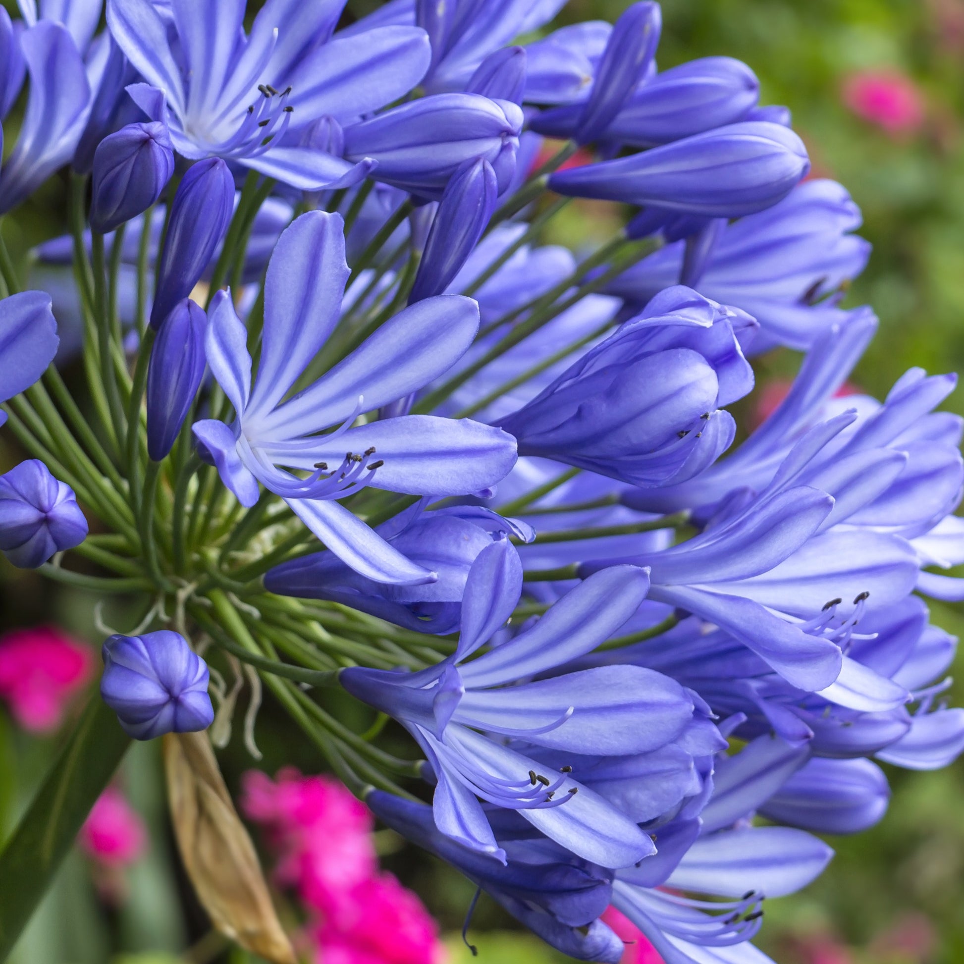 Agapanthus africanus - Schmucklilie - Agapanthus