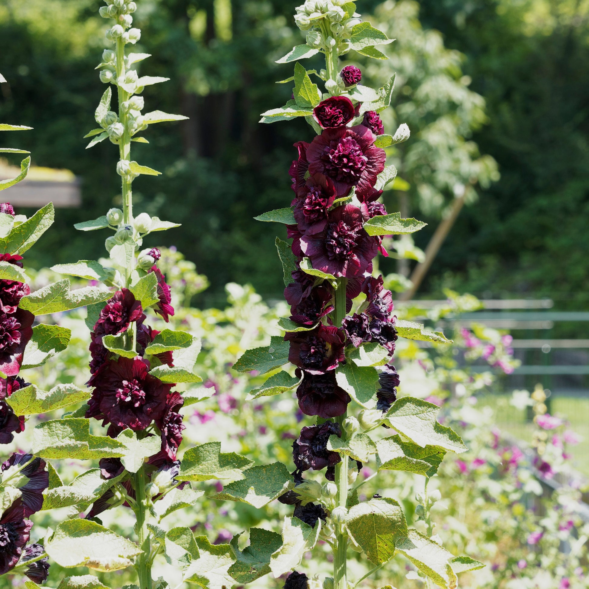 Stockrose gefüllt kastanienbraun - Alcea rosea chaters double group chesnut-brown - Bakker