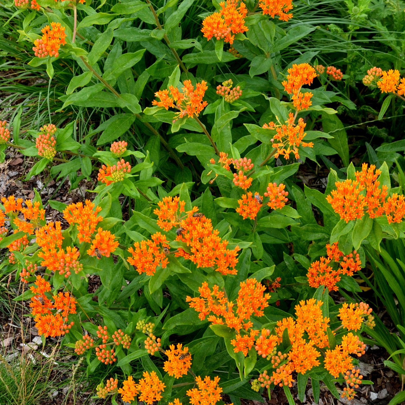 Schmetterlings-Seidenpflanze - Asclepia tuberosa - Bakker