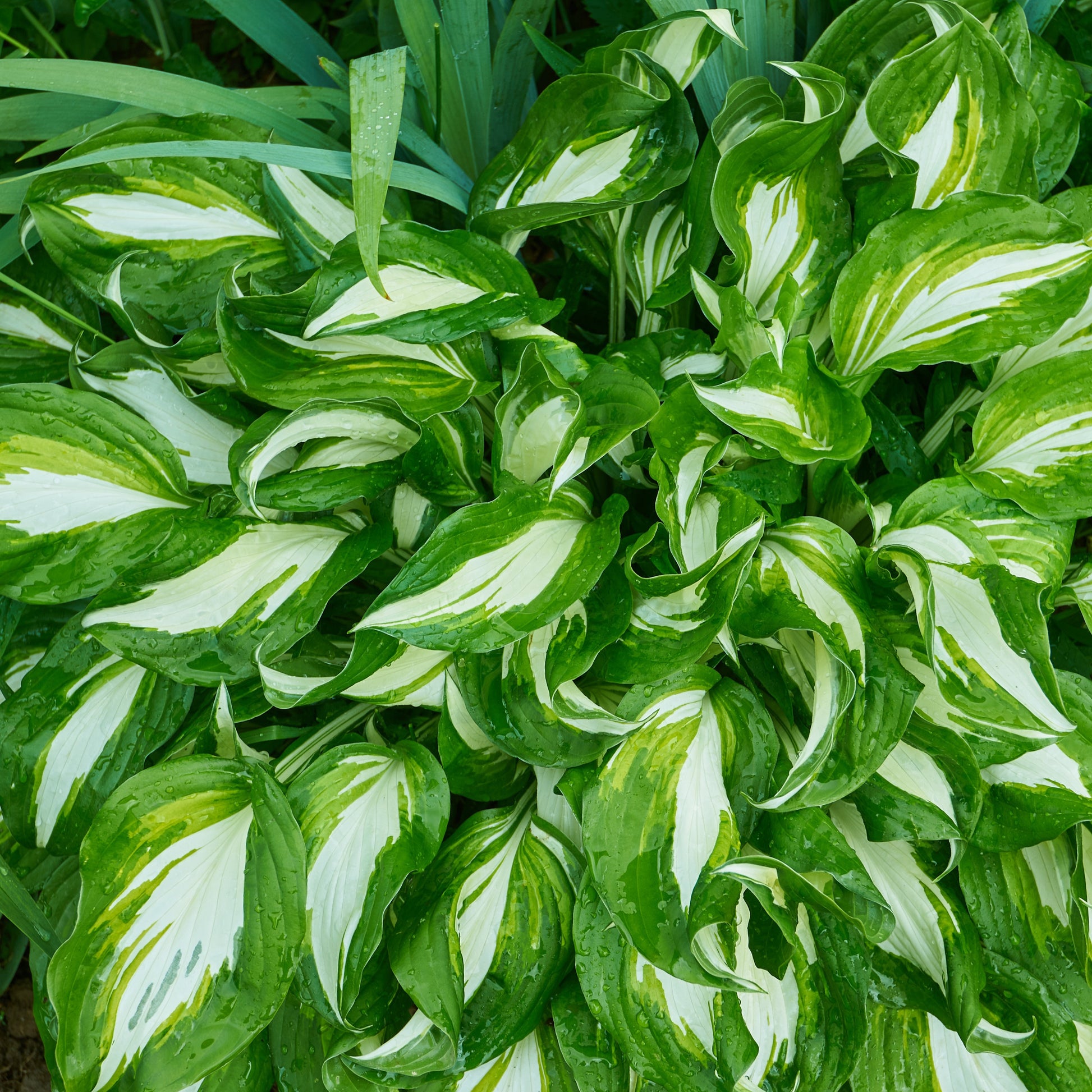 Hosta mit gewellten Blättern Mediovariegata - Hosta undulata mediovariegata - Bakker