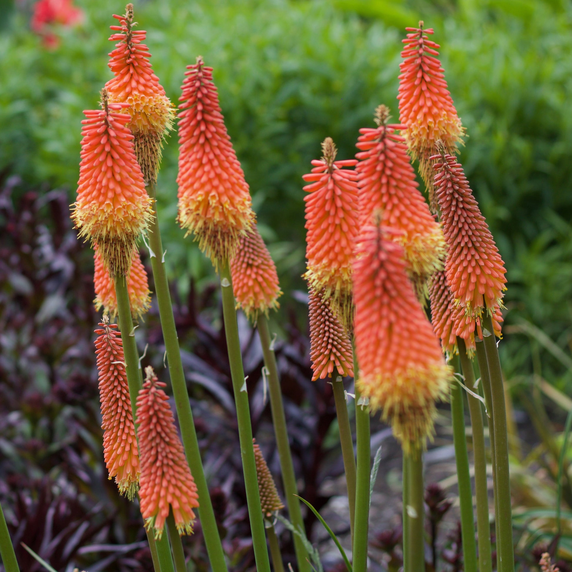 Fackellilie Alcazar - Kniphofia 'alcazar' - Bakker