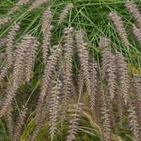 Orientalisches Lampenputzergras - Pennisetum orientale - Bakker