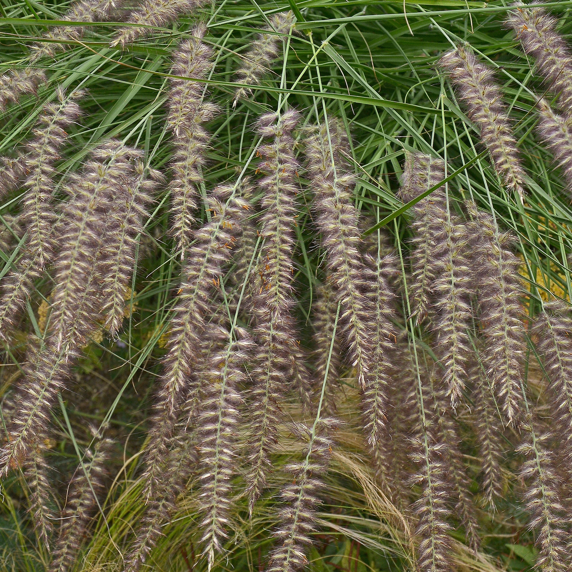Orientalisches Lampenputzergras - Pennisetum orientale - Bakker