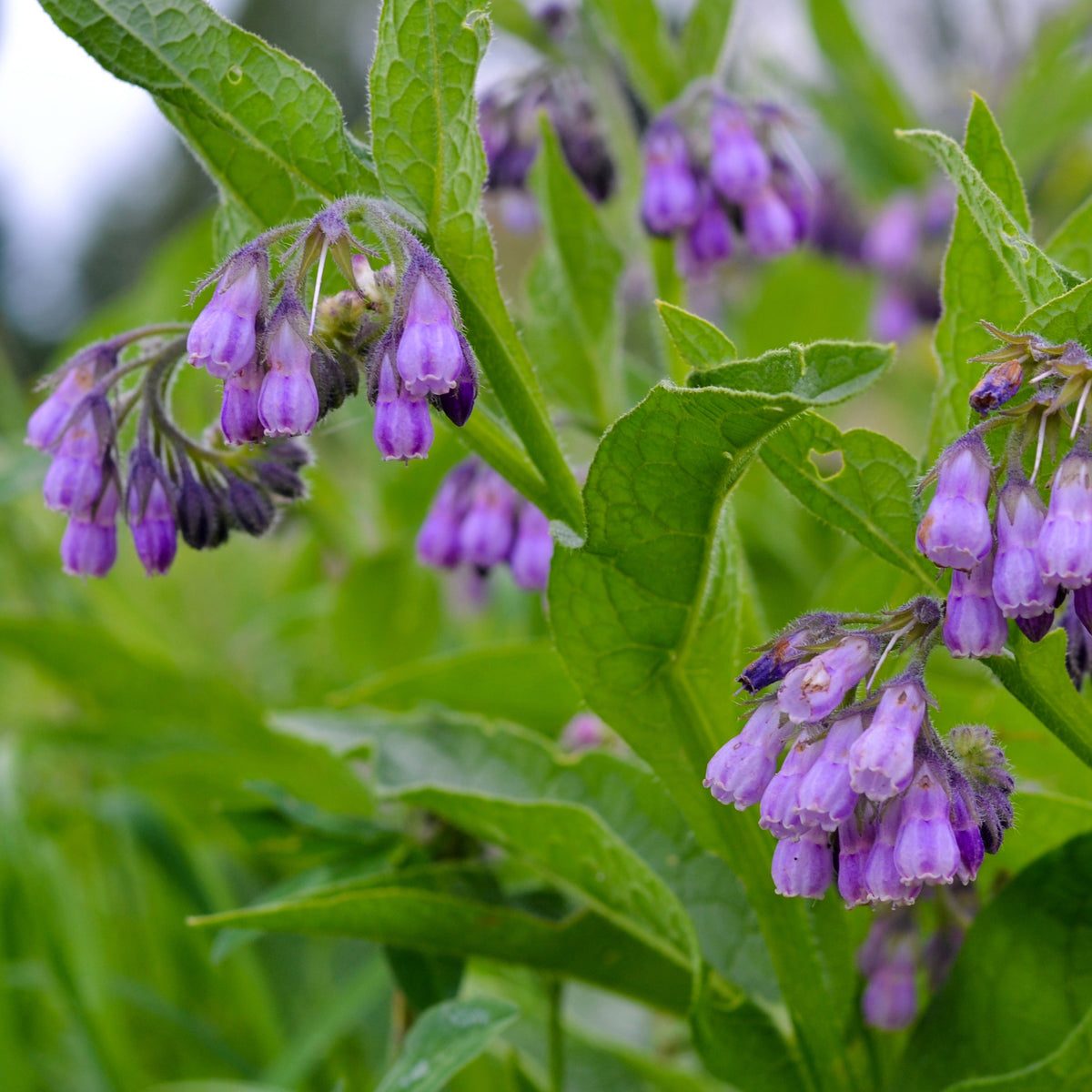 Großer Beinwell Purpureum - Bakker