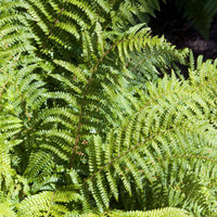Japanische Aspidie Bärentatzen - Polystichum polyblepharum - Bakker