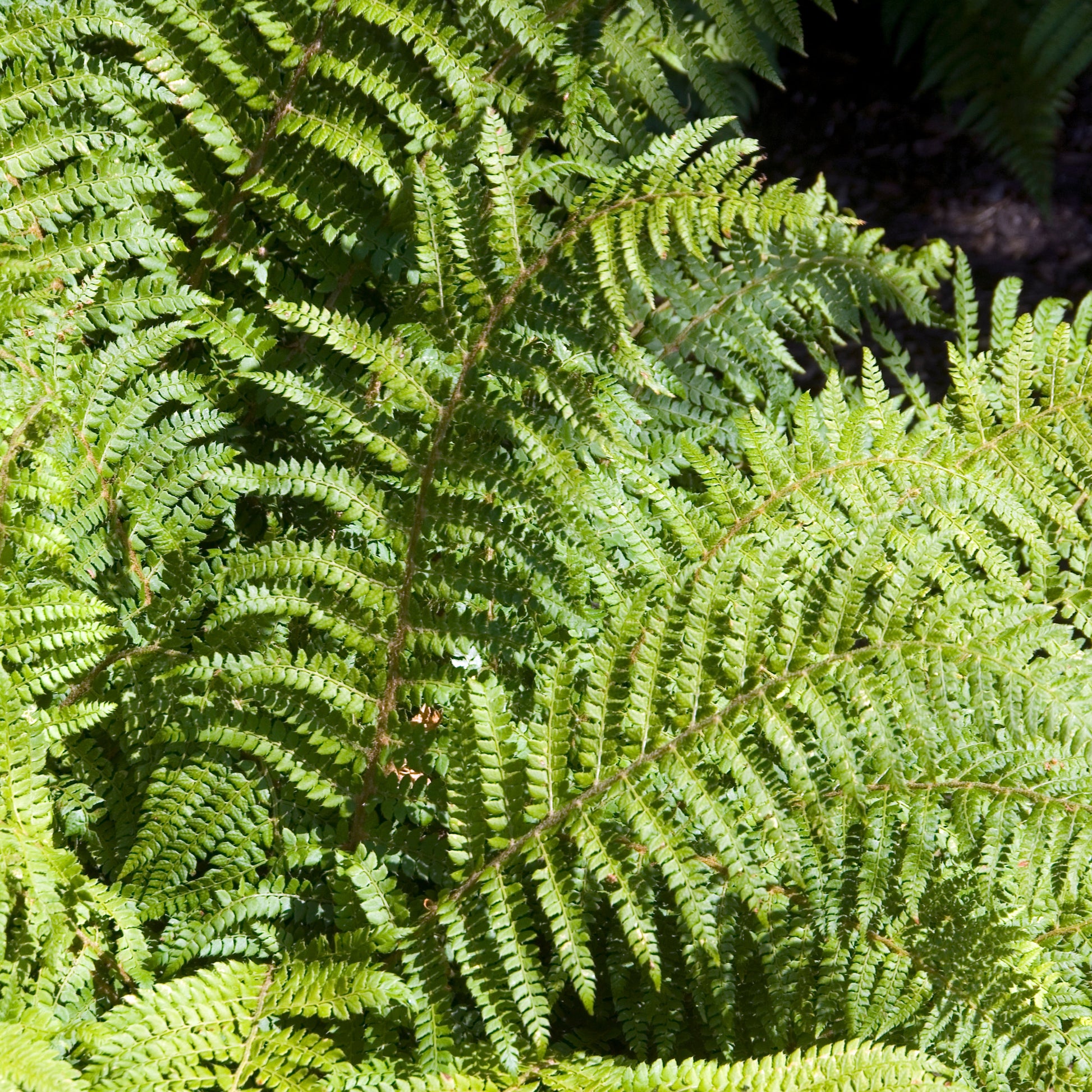 Japanische Aspidie Bärentatzen - Polystichum polyblepharum - Bakker