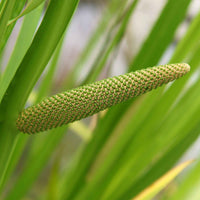 Wohlriechender Kalmus - Acorus calamus (kalmoes) - Bakker