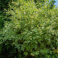 Weißer Hartriegel Elegantissima - Cornus alba elegantissima - Bakker