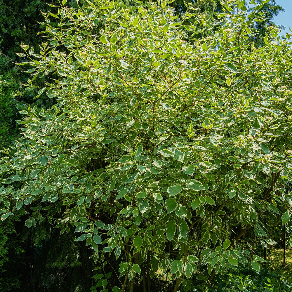 Weißer Hartriegel Elegantissima - Cornus alba elegantissima - Bakker