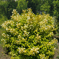 Gold-Pfeifenstrauch ‘Aureus’ - Bakker
