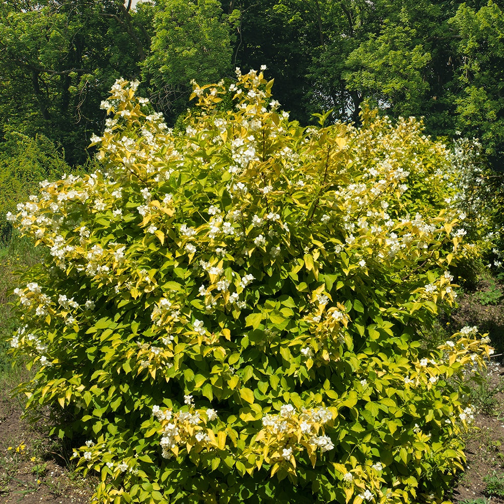 Gold-Pfeifenstrauch ‘Aureus’ - Bakker