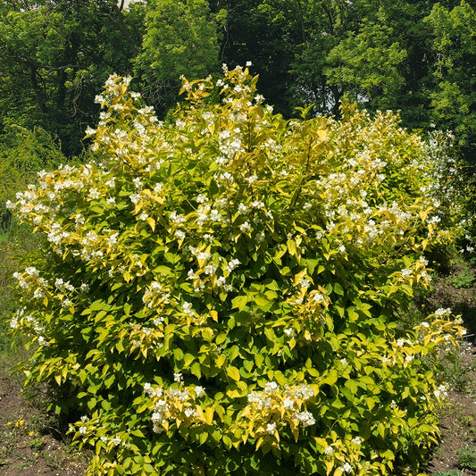 Gold-Pfeifenstrauch ‘Aureus’ - Bakker