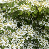 Viburnum - Japanischer Schneeball - Viburnum plicatum Watanabe