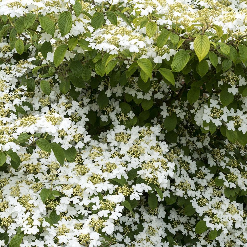 Viburnum - Japanischer Schneeball - Viburnum plicatum Watanabe