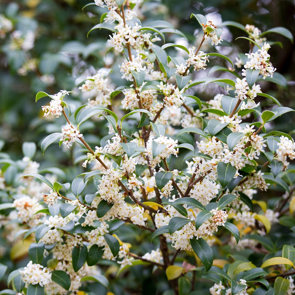Osmanthus burkwoodii - Burkwoods Duftblüte - Immergrüne Pflanzen