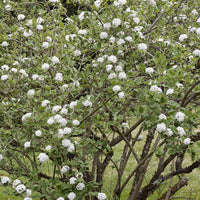 Viburnum burkwoodii - Oster-Schneeball - Viburnum