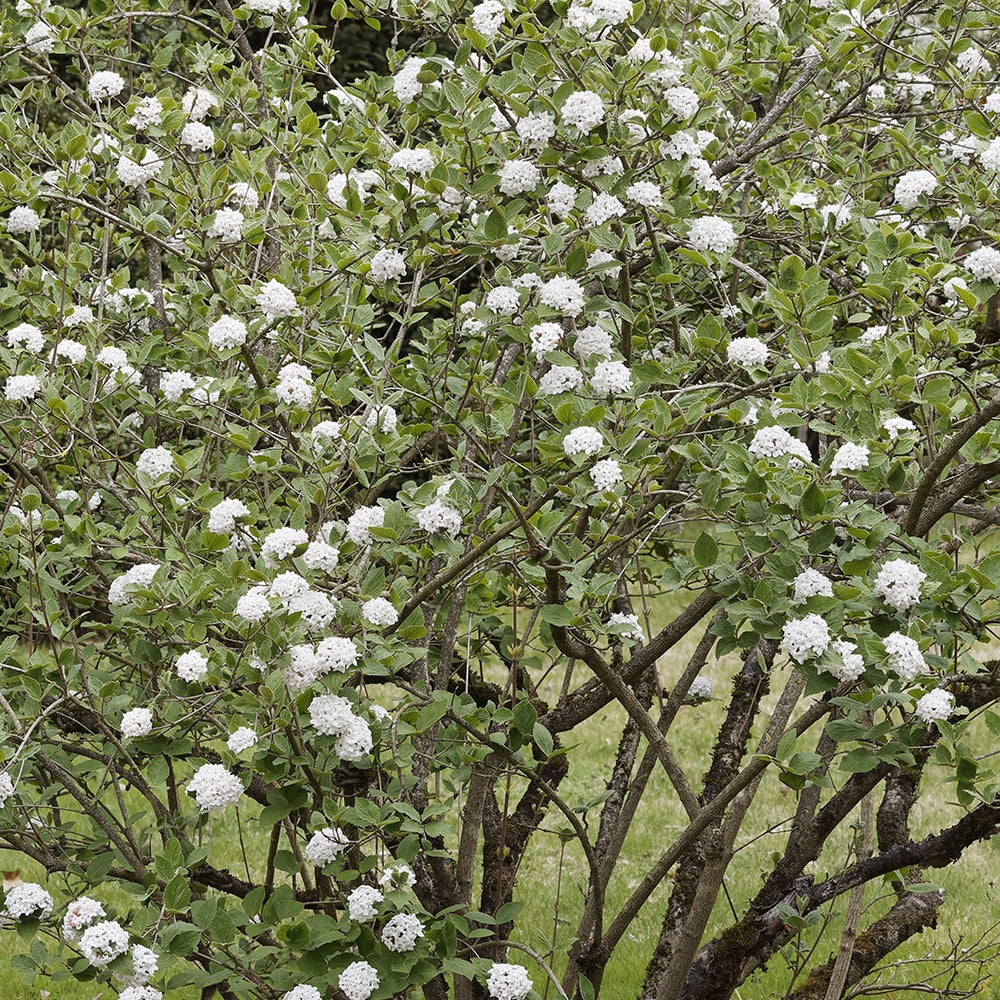 Viburnum burkwoodii - Oster-Schneeball - Viburnum