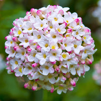 Oster-Schneeball - Viburnum burkwoodii - Bakker