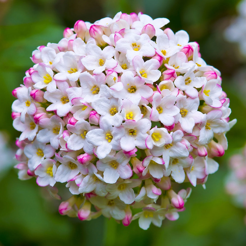 Oster-Schneeball - Viburnum burkwoodii - Bakker