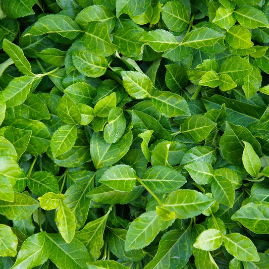 Kriechspindel Coloratus - Bakker