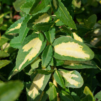 Immergrüne Kriechspindel Sunspot - Euonymus fortunei sunspot - Bakker