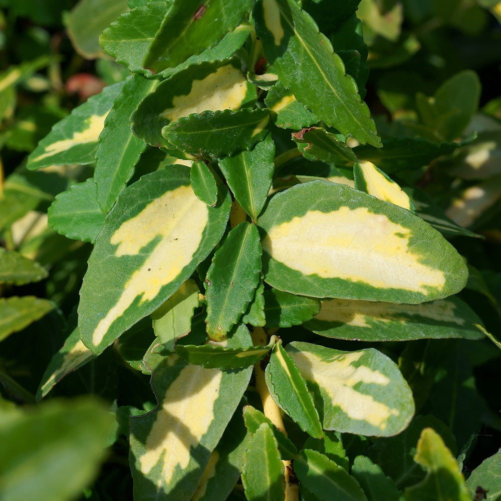 Immergrüne Kriechspindel Sunspot - Euonymus fortunei sunspot - Bakker