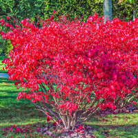 Flügelspindelstrauch Compactus - Euonymus alatus Compactus - Bakker