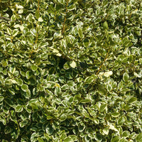 Küsten-Griselinie ‘Variegata’ - Bakker
