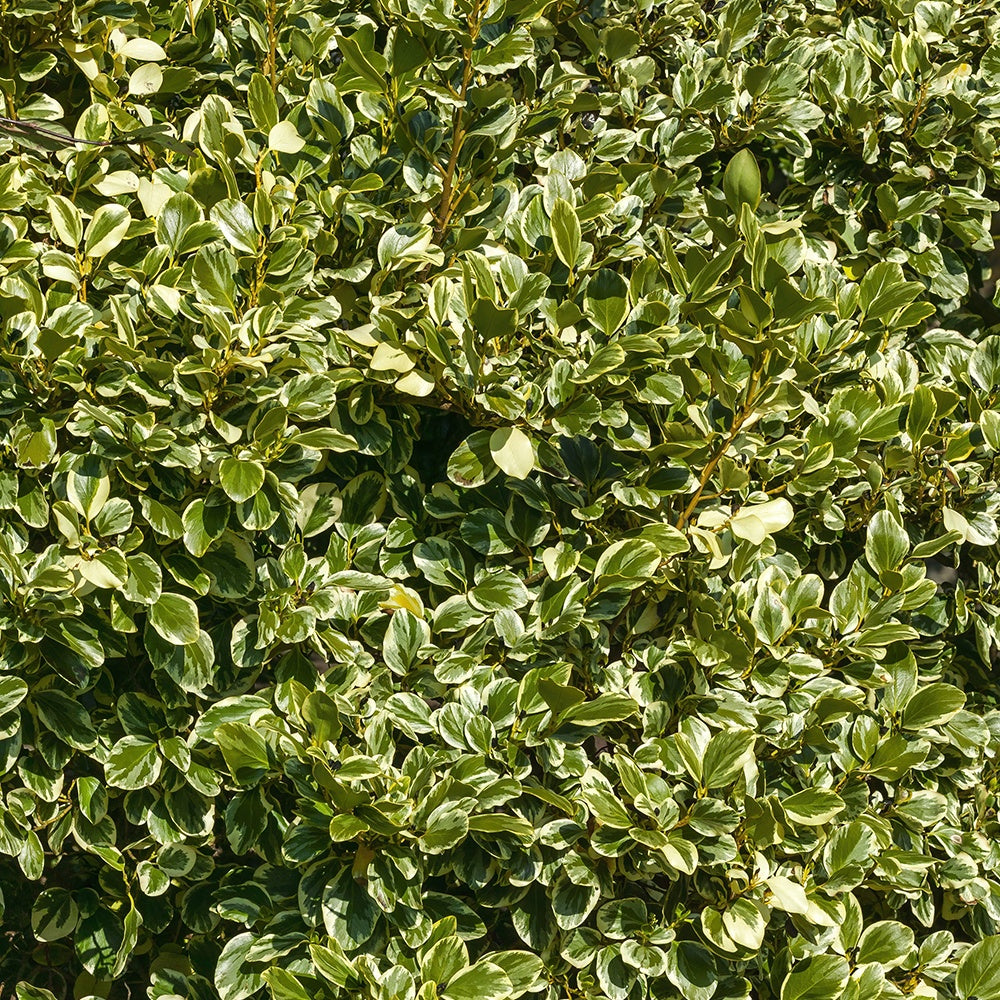 Küsten-Griselinie ‘Variegata’ - Bakker