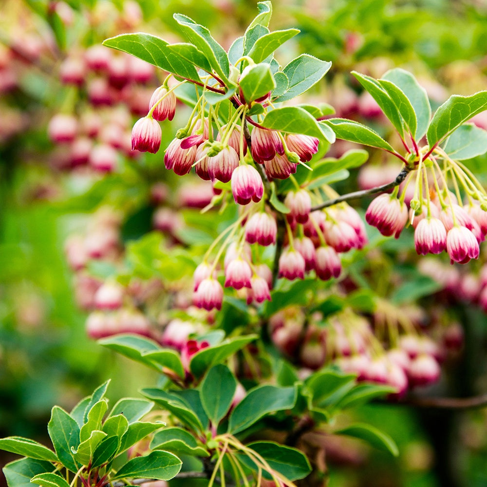 Balkonblumen - Glocken-Andromede ‘Red Bells’ - Enkianthus campanulatus red bells