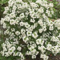Orangenblume Aztec Pearl - Choisya Aztec Pearl - Bakker