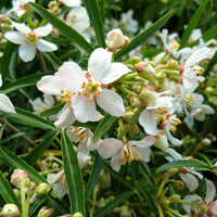 Choisya Aztec Pearl - Orangenblume Aztec Pearl - Mexikanischer Orangenbaum