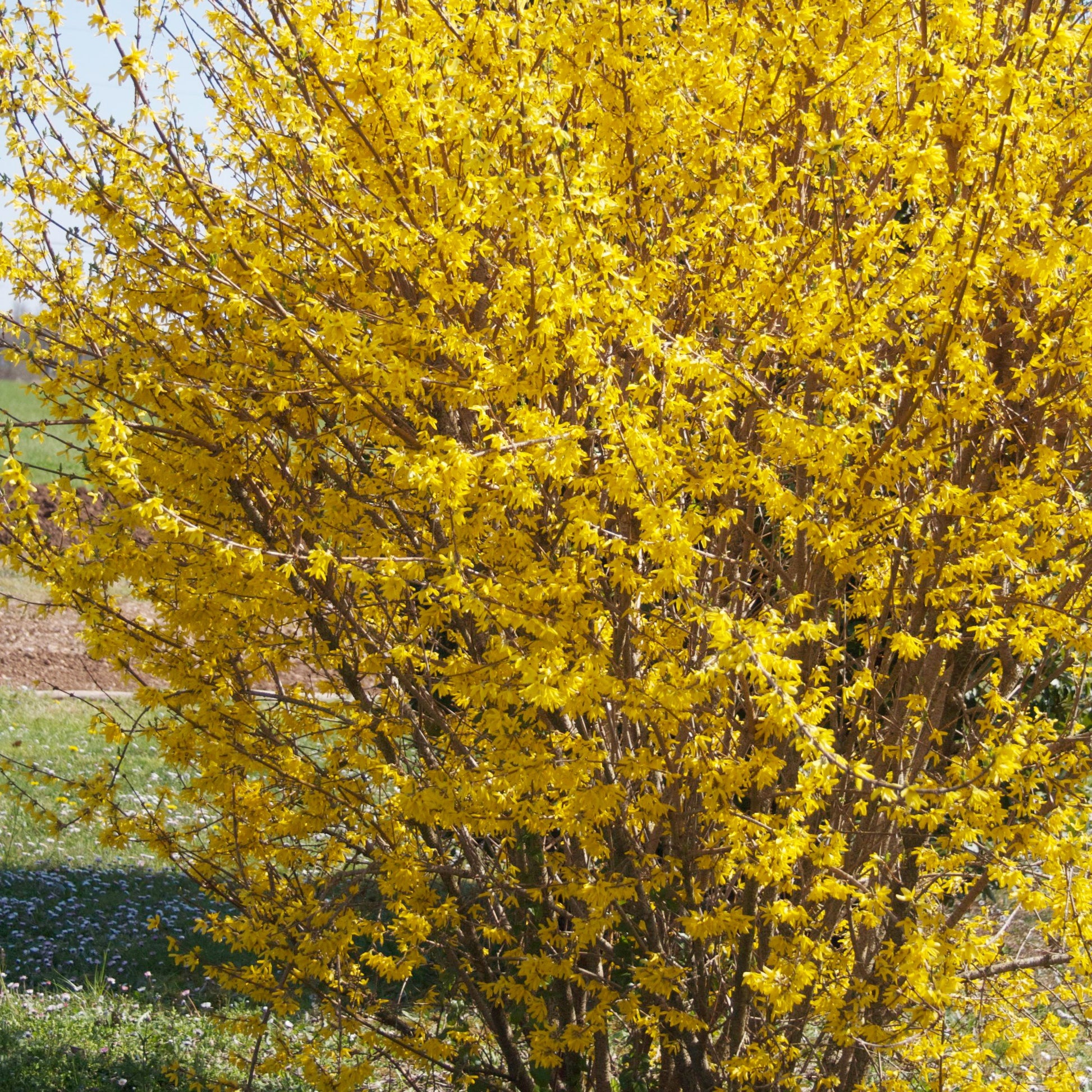Forsythie ‘Marée d’Or®’ - Bakker