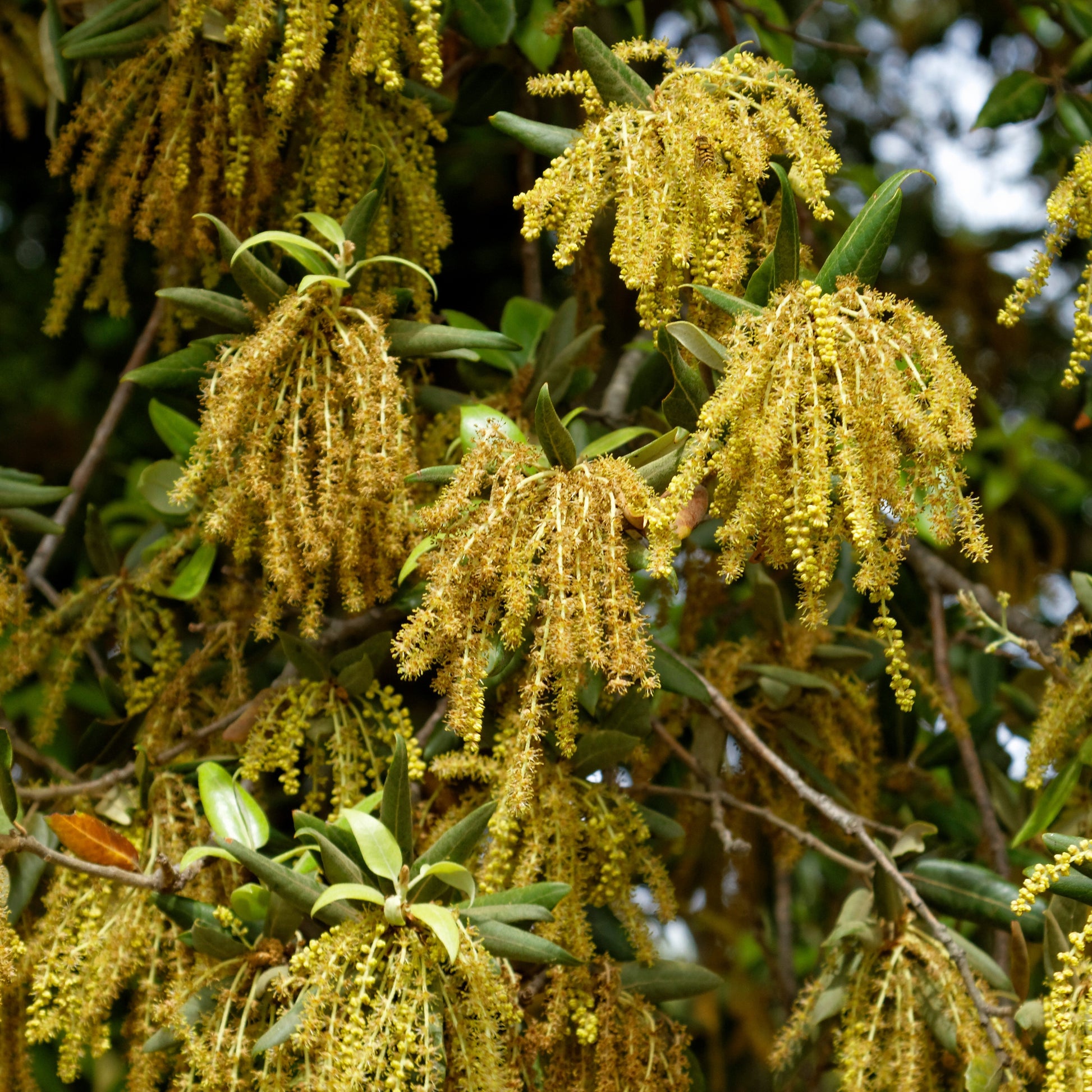 Verkauf Steineiche - Quercus ilex