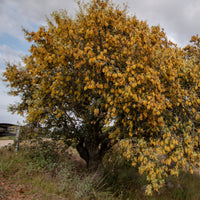 Quercus ilex - Steineiche - Eiche