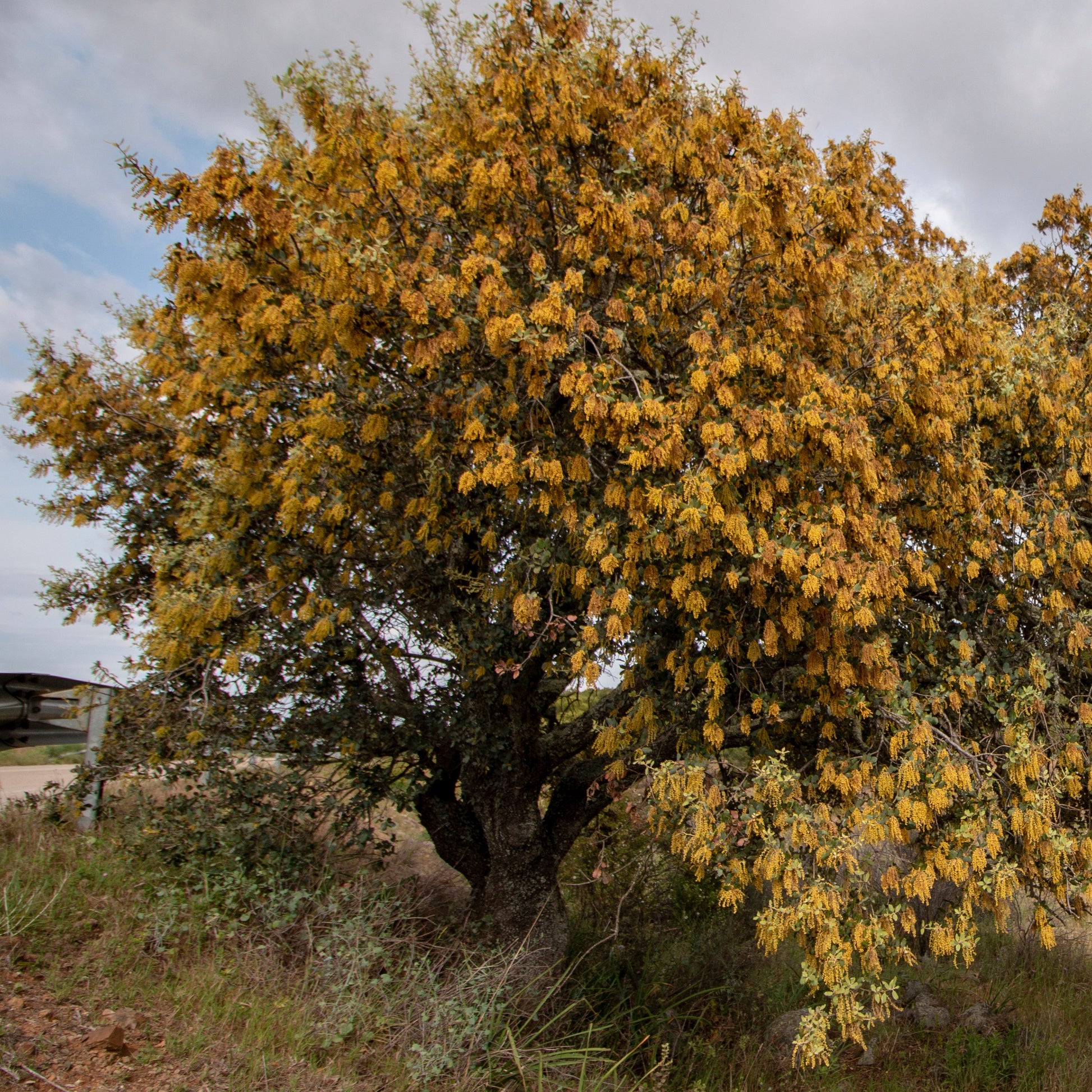 Quercus ilex - Steineiche - Eiche