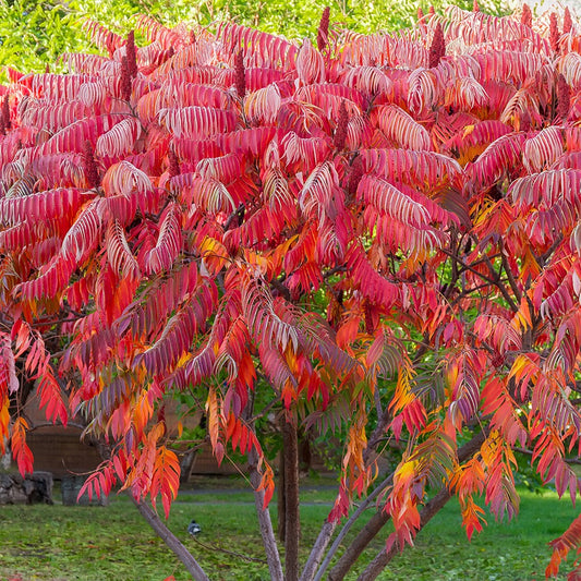 Essigbaum - Bakker