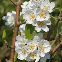 Birnbaum Abate Fetel - Pyrus communis abate fetel - Bakker