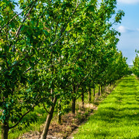 Pflaume 'Reineclaude Dorée' - Bakker
