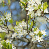 Pflaume 'Reineclaude Dorée' - Prunus domestica reine-claude dorée - Bakker