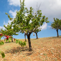 Kirschbaum Taubenherz - Prunus avium coeur de pigeon - Bakker