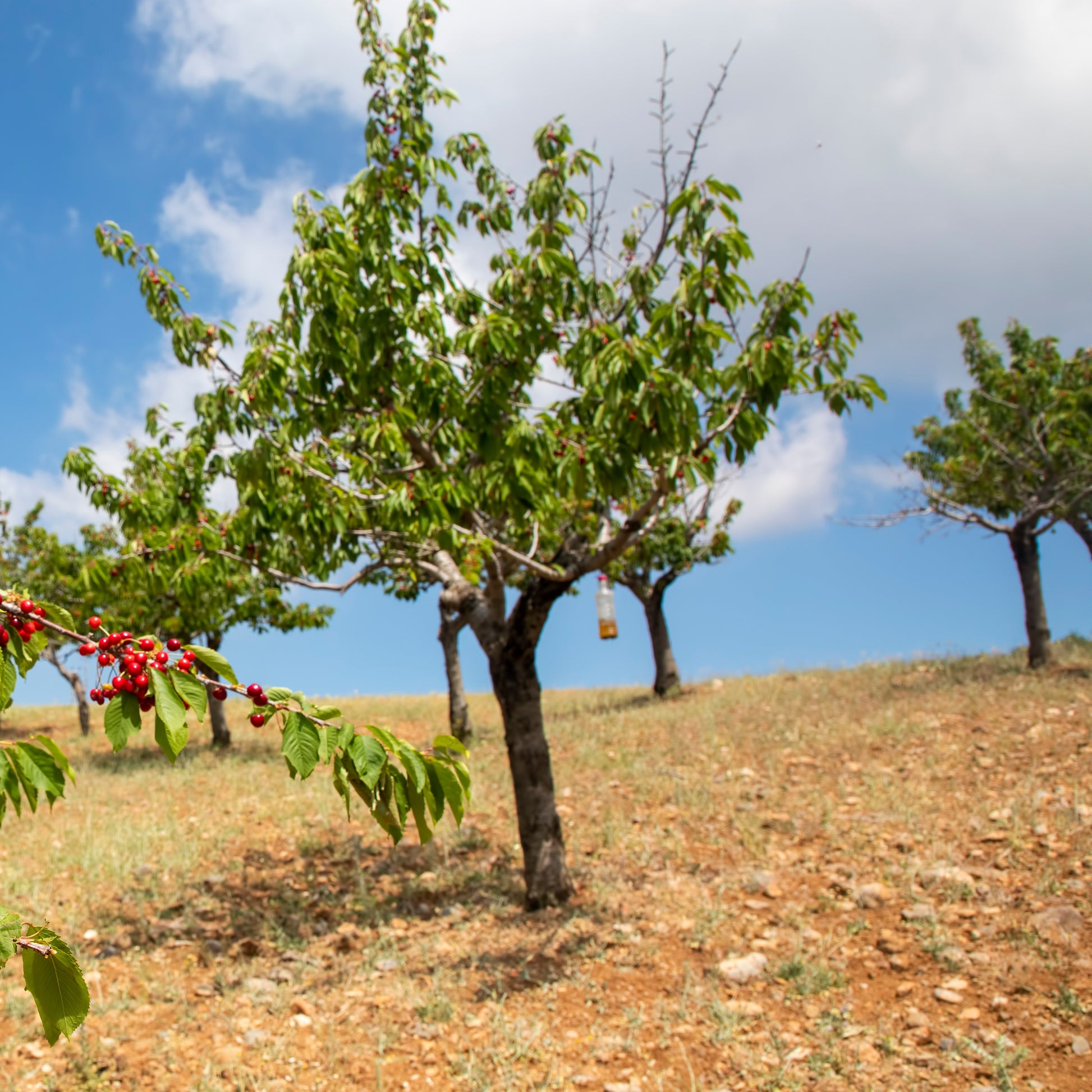 Kirschbaum Taubenherz - Prunus avium coeur de pigeon - Bakker