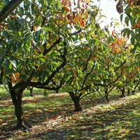 Kaki diospyros rojo brillante - Kakipflaume Rojo Brillante - Persimone