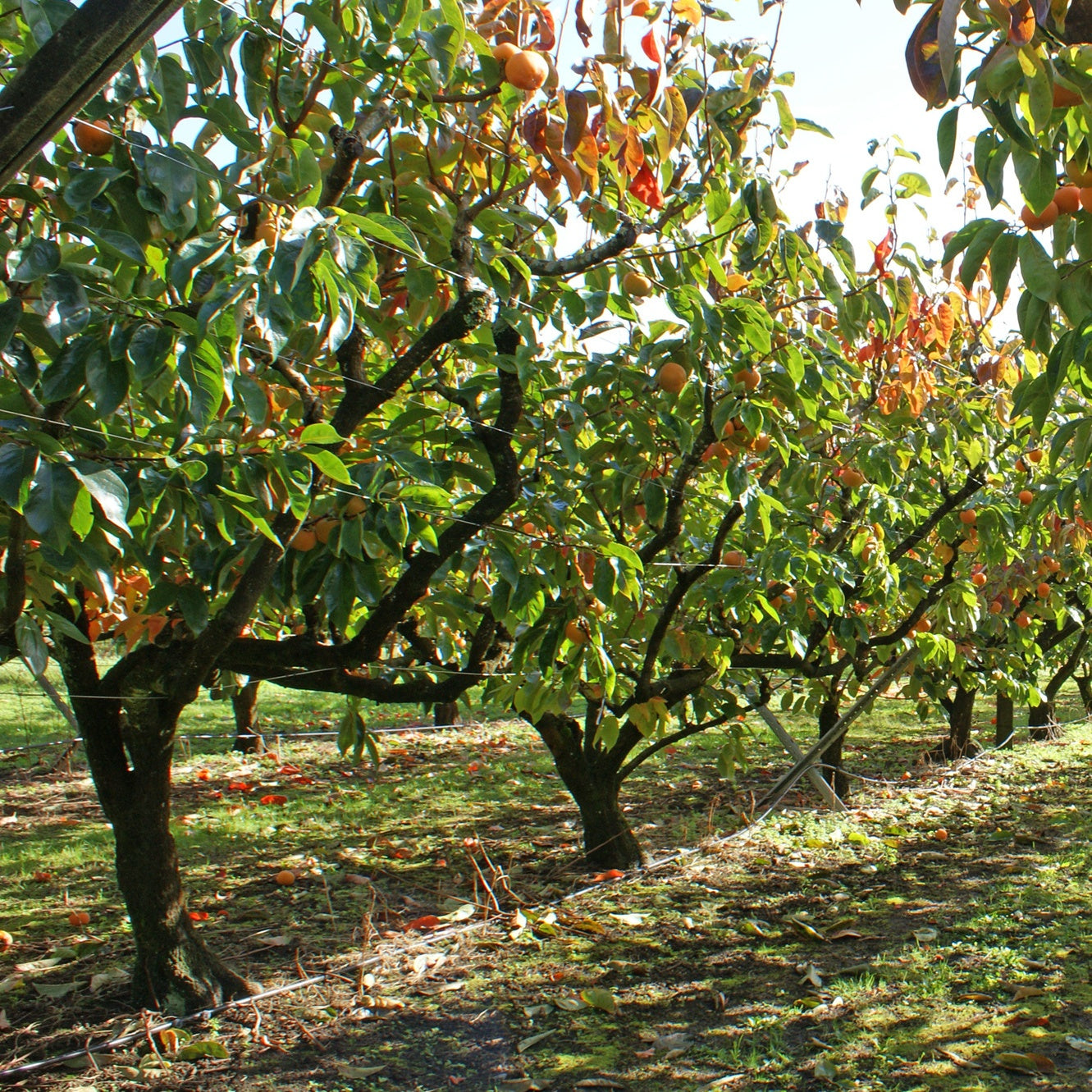 Kaki diospyros rojo brillante - Kakipflaume Rojo Brillante - Persimone