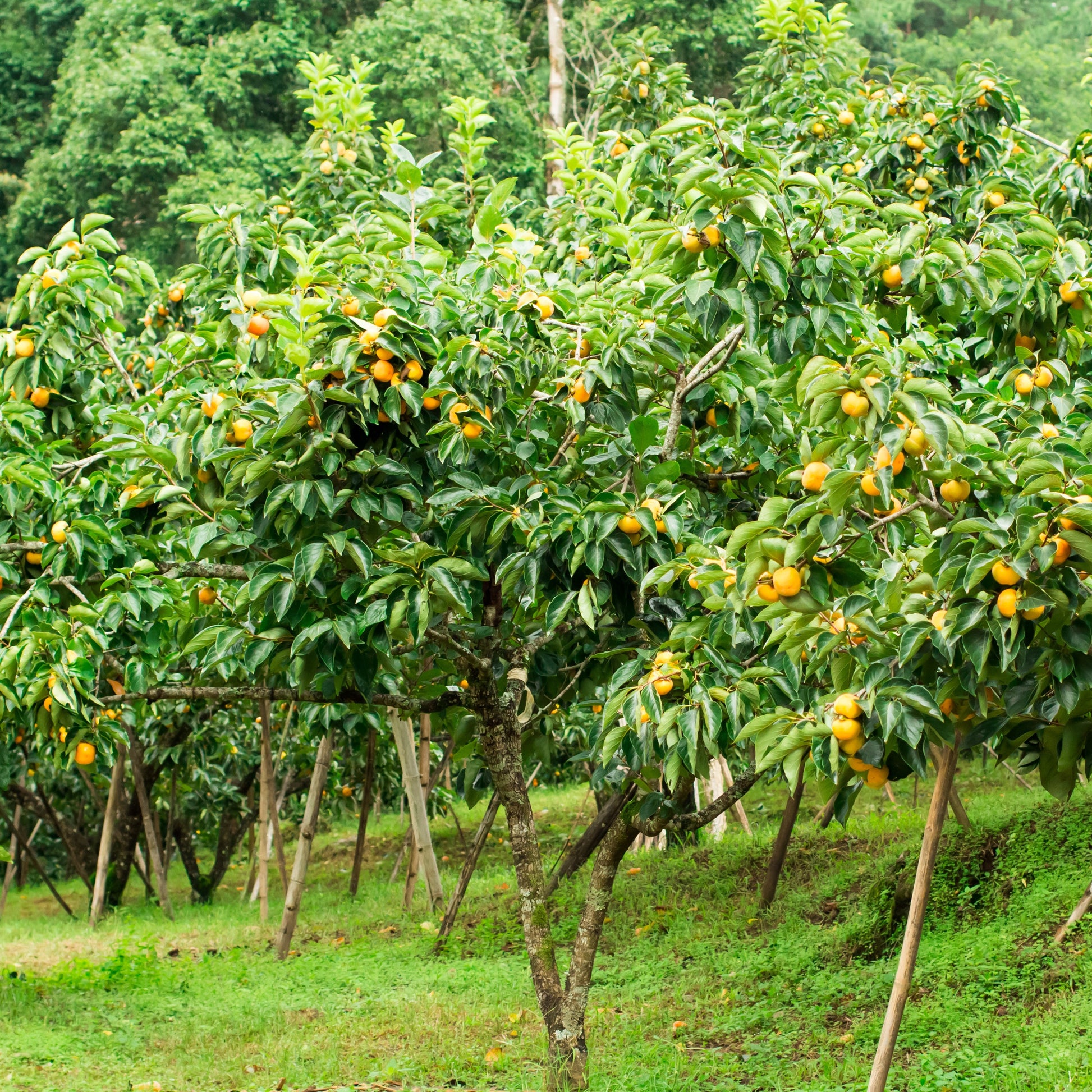 Kaki Tipo - Kaki diospyros tipo - Bakker